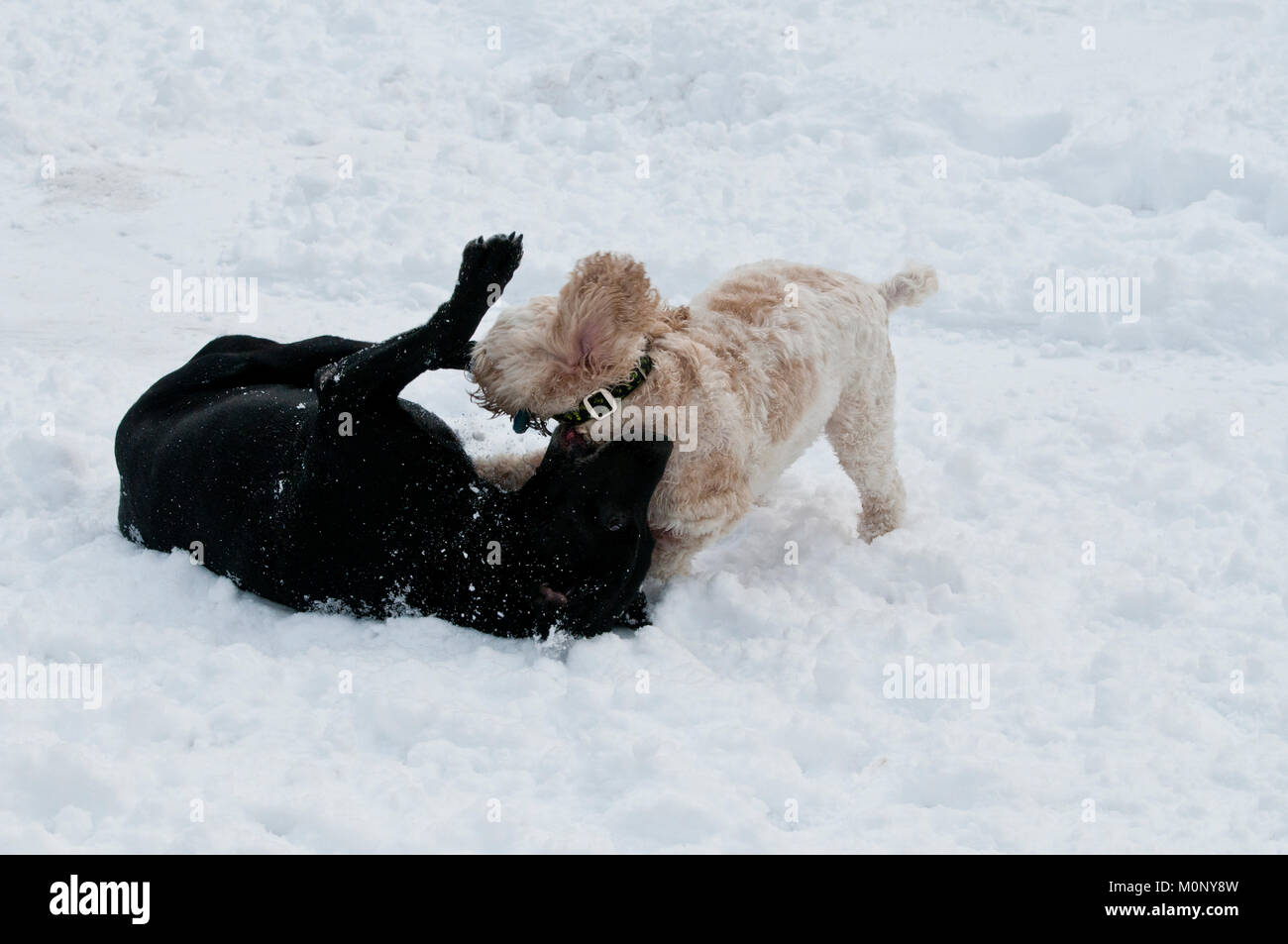 Labrador noir et Cockapoo playfighting dans la neige Banque D'Images