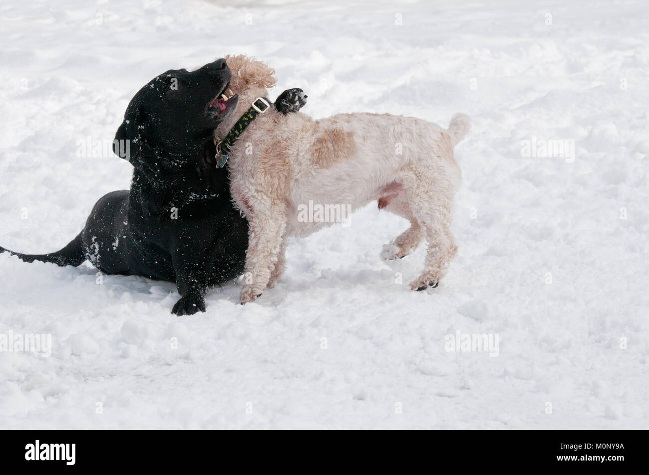 Labrador noir et Cockapoo playfighting dans la neige Banque D'Images