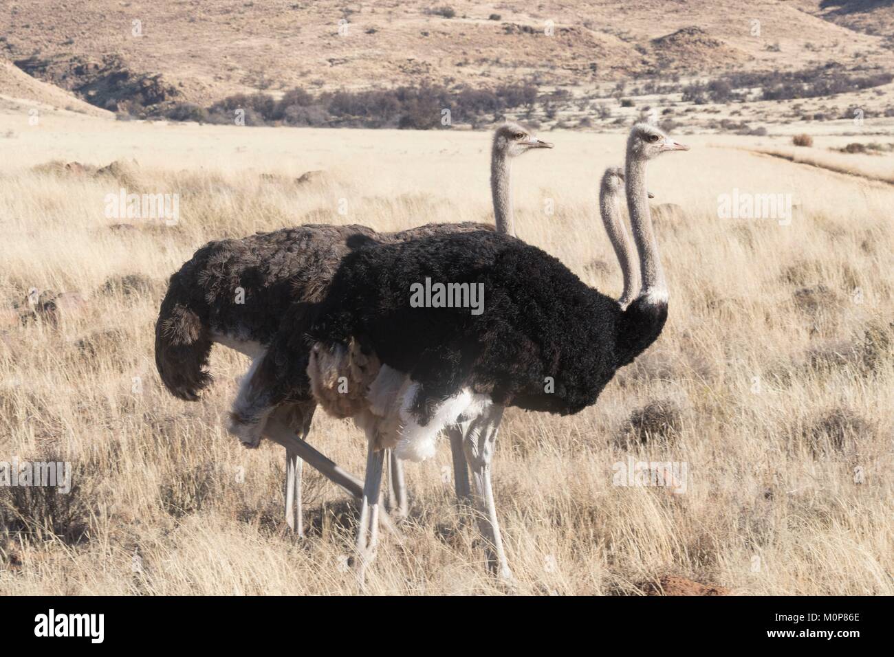 L'Afrique du Sud,supérieure Karoo,ou d'Autruche autruche commune (Struthio camelus),dans la savane, le mâle est noir, la femelle est de couleur brune Banque D'Images