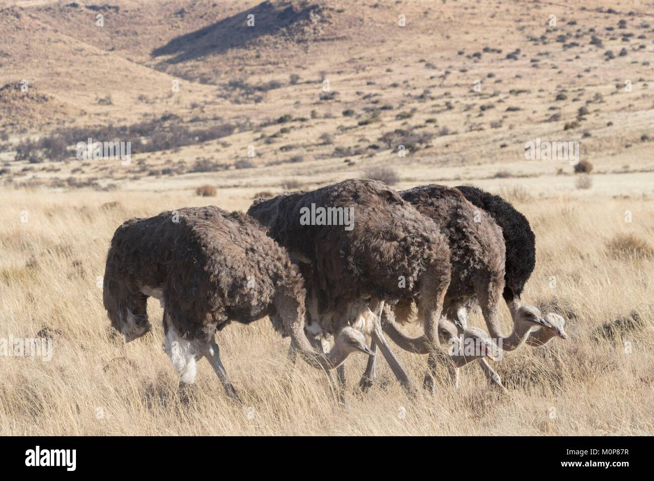 L'Afrique du Sud,supérieure Karoo,ou d'Autruche autruche commune (Struthio camelus),dans la savane, le mâle est noir, la femelle est de couleur brune Banque D'Images
