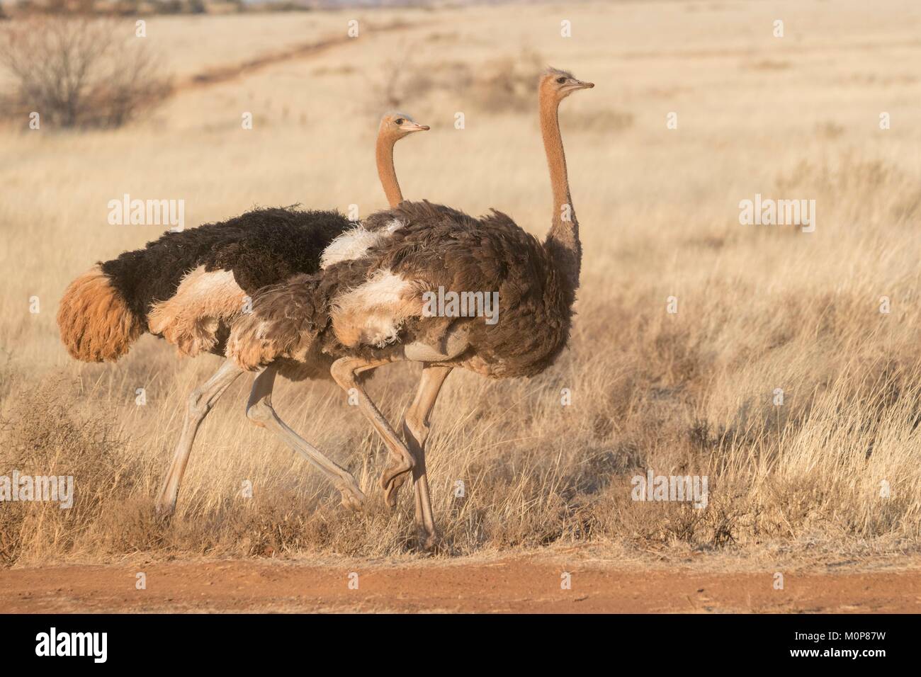 L'Afrique du Sud,supérieure Karoo,ou d'Autruche autruche commune (Struthio camelus),dans la savane, le mâle est noir, la femelle est de couleur brune Banque D'Images