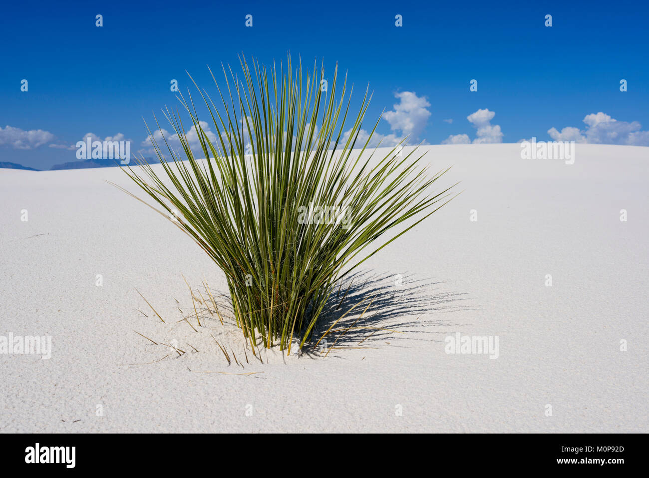 Le Yucca, dunes de sable blanc, Nouveau Mexique. Banque D'Images