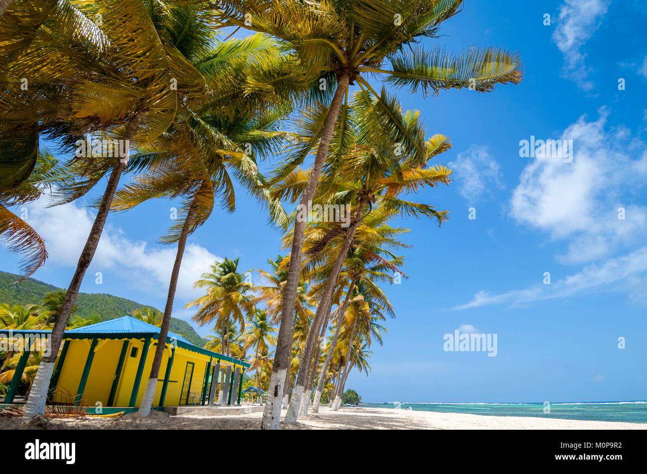 France,Caraïbes Petites Antilles, la Guadeloupe, La Désirade,,Grande Anse,Coconut grove de Fifi beach Banque D'Images