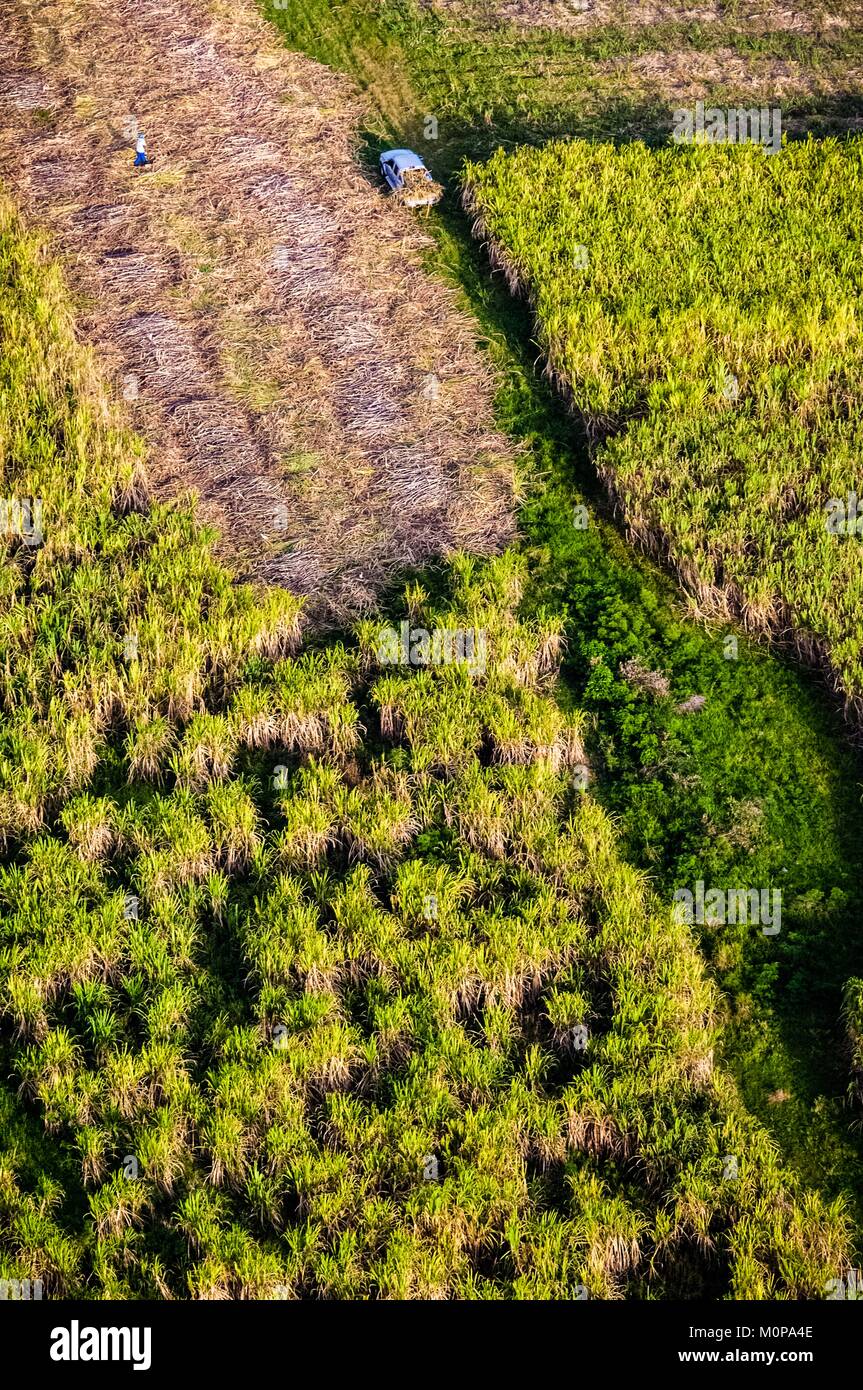 France,Caraïbes Petites Antilles, la Guadeloupe, Marie-Galante,,Grand-Bourg,vue aérienne de la moitié-cut de canne à sucre et leur récolte par un paysan (vue aérienne) Banque D'Images