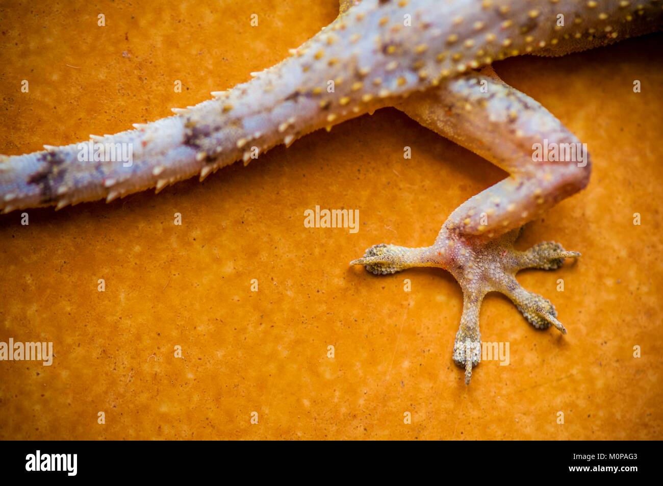 France,Caraïbes Petites Antilles, la Guadeloupe, Basse-Terre,,Petit-Bourg, détail d'une patte de derrière et la queue d'un Gecko (Hemidactylus mabouia) Banque D'Images
