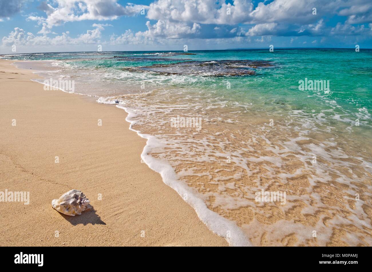 France,Caraïbes Petites Antilles,,Petite Terre Réserve naturelle nationale,Terre-de-Bas,Conch échoué sur une plage de sable blanc,côte sud-ouest Banque D'Images