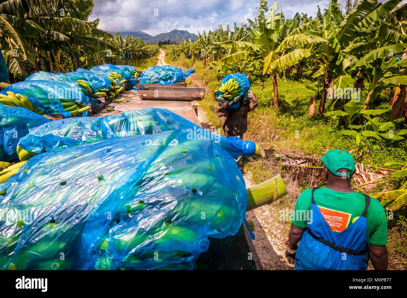 France,Caraïbes Petites Antilles, la Guadeloupe, Basse-Terre,,Capesterre-Belle-eau,la culture de la banane dans la plantation Grand Café Banque D'Images