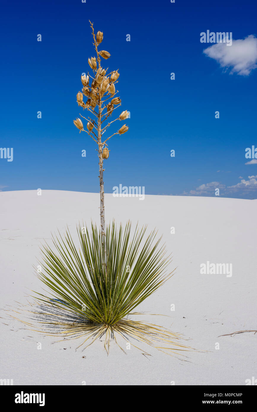 Le Yucca, dunes de sable blanc, Nouveau Mexique. Banque D'Images