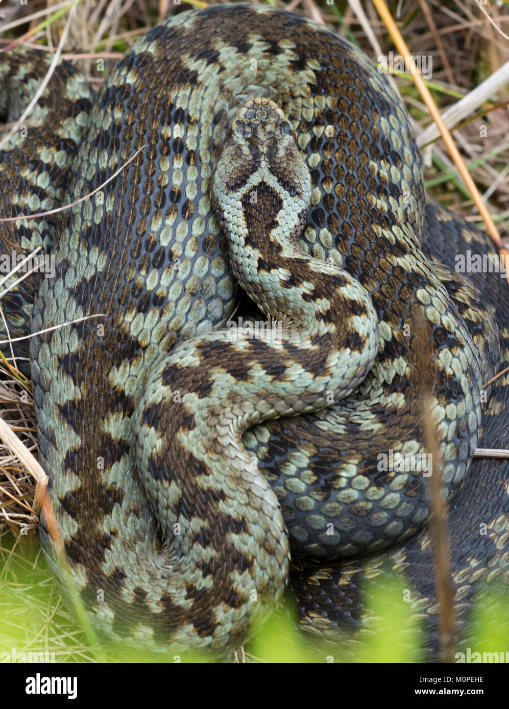 L'additionneur femelle Vipera berus lézarder sur l'herbe sèche dans le Peak District en Angleterre. Banque D'Images