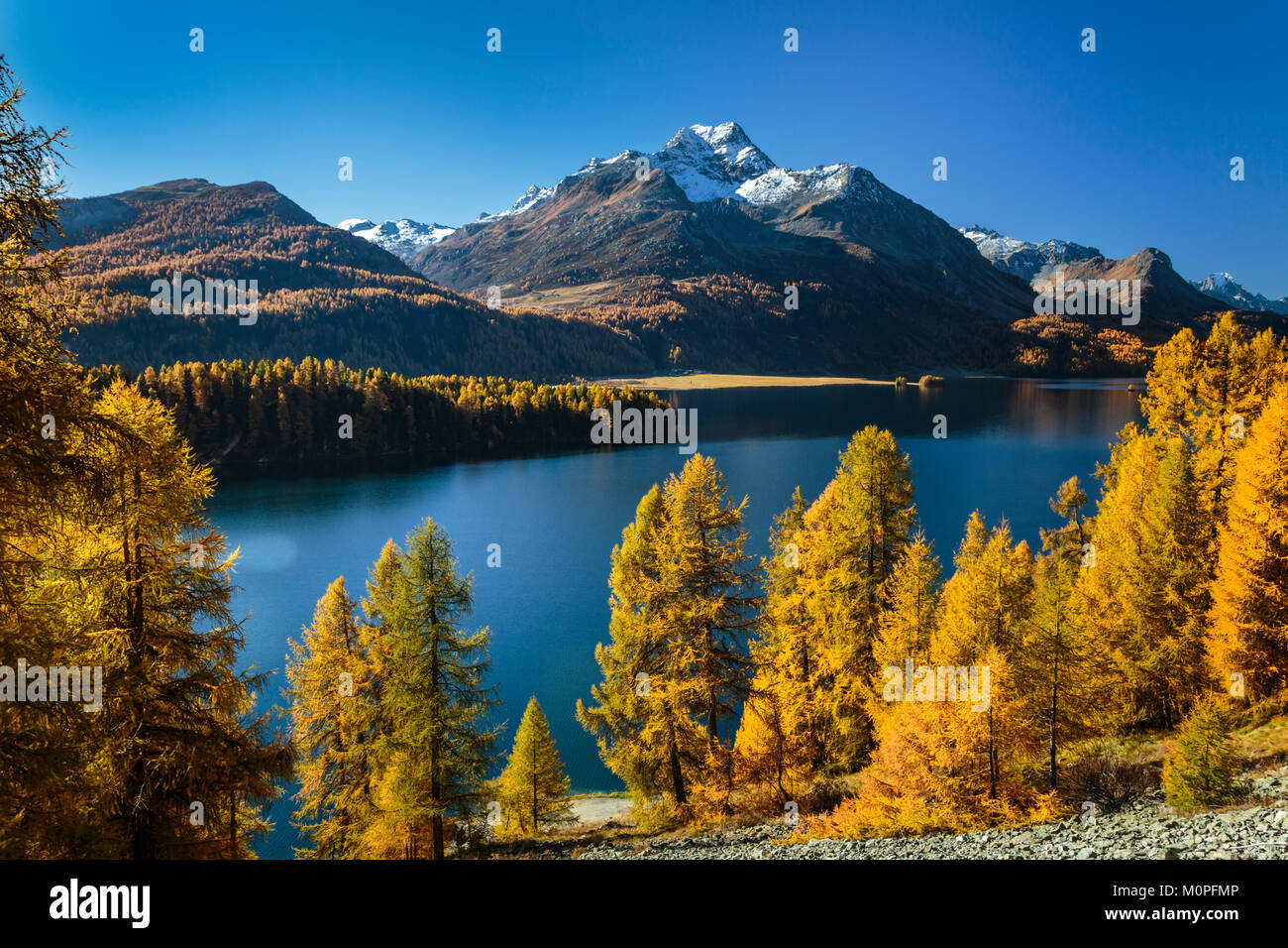La couleur des feuilles d'automne dans les mélèzes dans la vallée de l''Engadine, Graubuden, Suisse, Europe. Banque D'Images