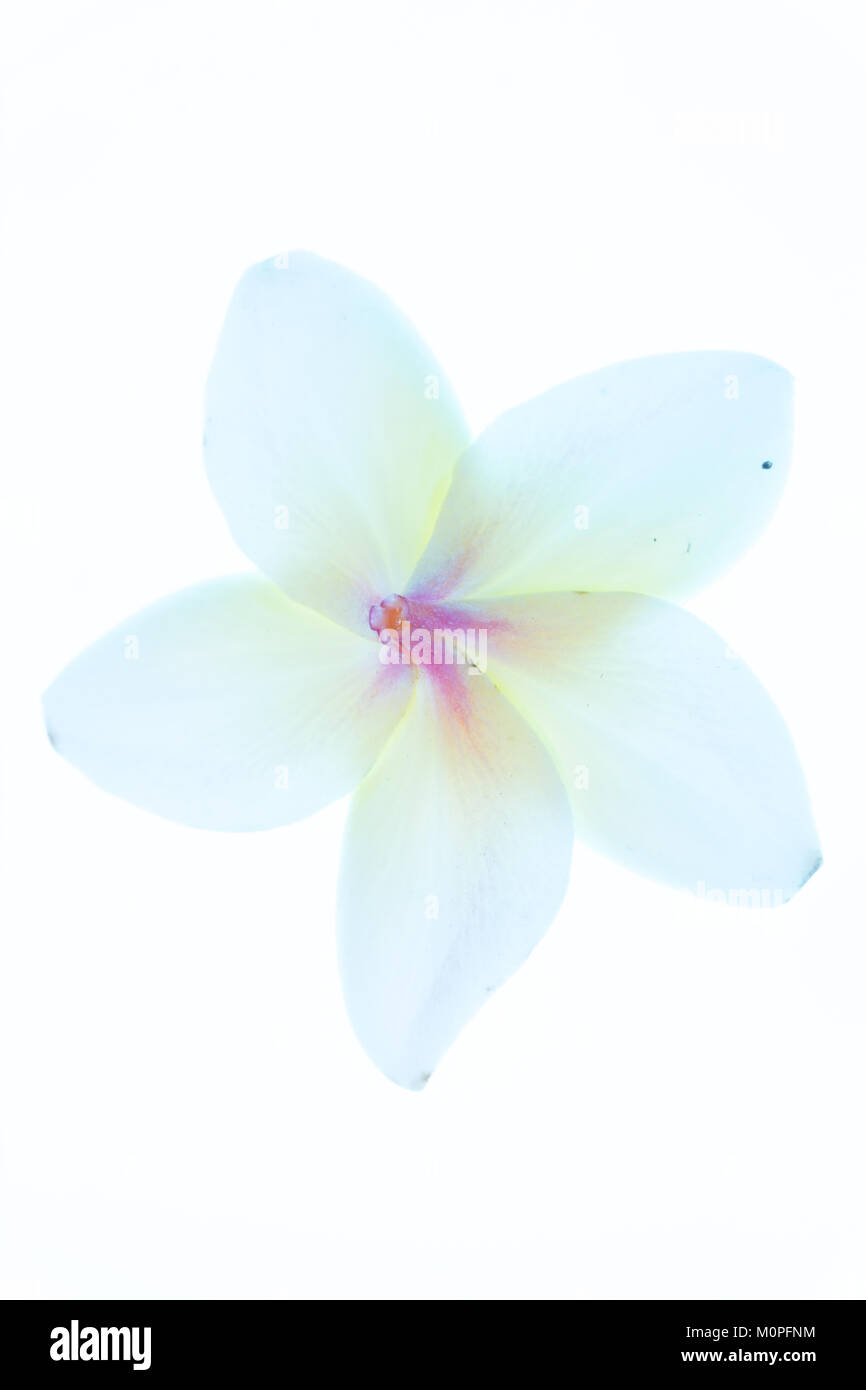 Détail de Plumeri Alba fleur, cet arbuste a des feuilles allongées, étroites et grandes fleurs blanches parfumées fortement avec un centre jaune Banque D'Images