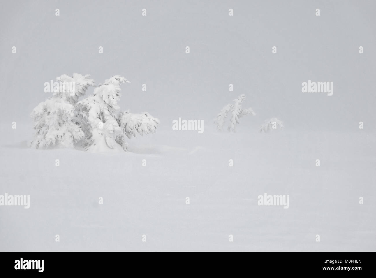 Un retard de sapins couverts de neige pendant une tempête de neige Banque D'Images