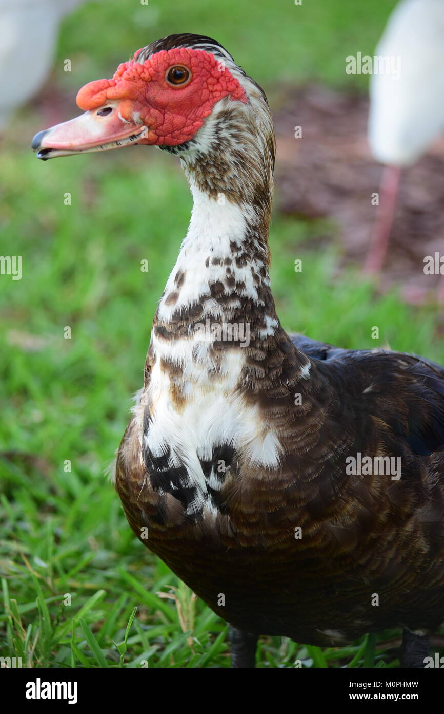 Oiseau de Lakeland en Floride Banque D'Images