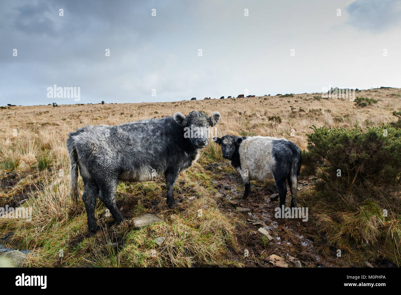 Le pâturage sur Bodmin moors moorland rugueux de l'herbe, pris en hiver si rude de manteaux et de la boue. Banque D'Images