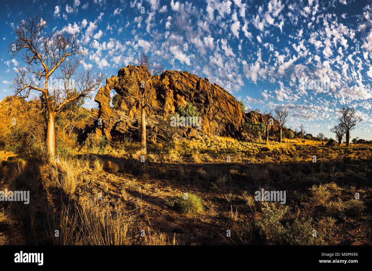 Les baobabs au récif dévonien dans Gamme Oscar Parc de conservation. L'ouest de l'Australie Kimberley Banque D'Images