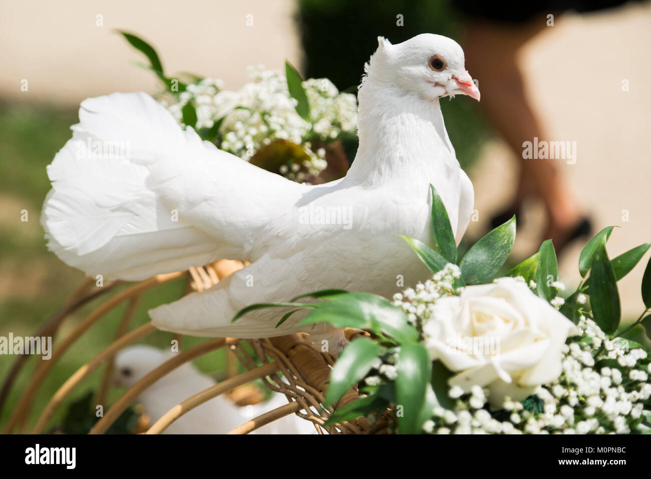 Belle Colombe Blanche Sur Panier En Osier Avec Des Roses Photo Stock Alamy
