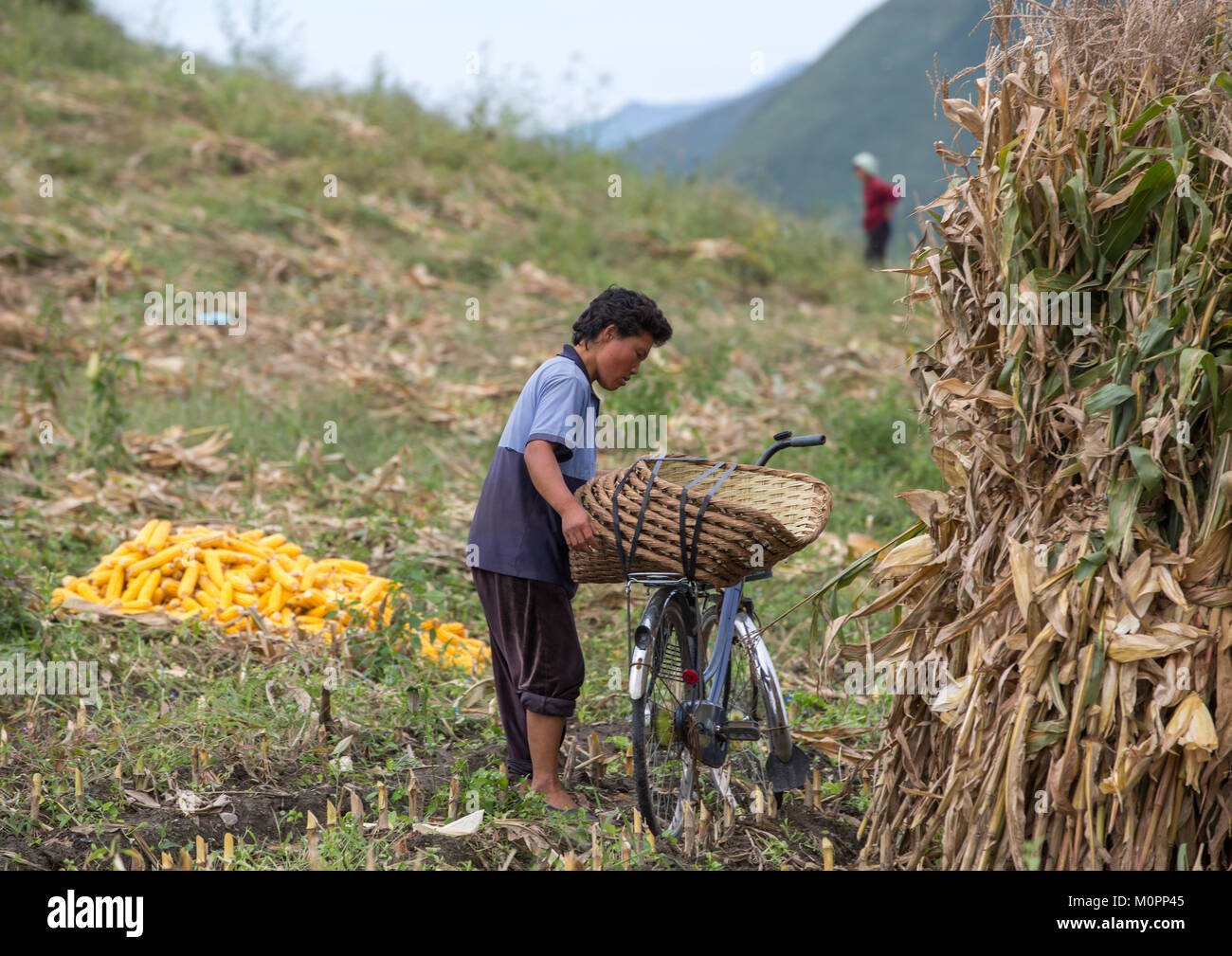 Récolte de la Corée du Nord dans un champ de maïs, province du Hamgyong du Sud, Hamhung, la Corée du Nord Banque D'Images