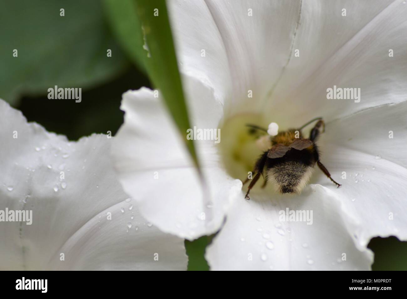Une fleur à l'intérieur de l'abeille Banque D'Images