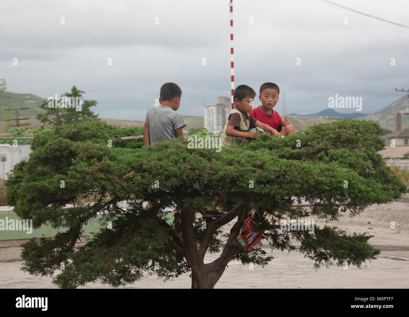 Les garçons de la Corée du Nord jouant dans un arbre, Province du Hwanghae du Nord, Kaesong, Corée du Nord Banque D'Images