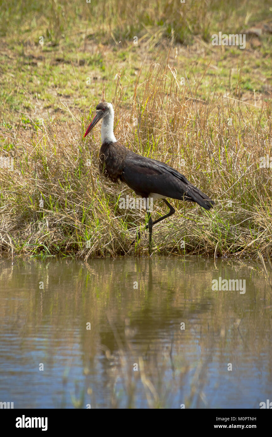 Woolly-necked Stork (Ciconia episcopus) par un point d'eau dans le Masai Mara National Reserve, Kenya Banque D'Images