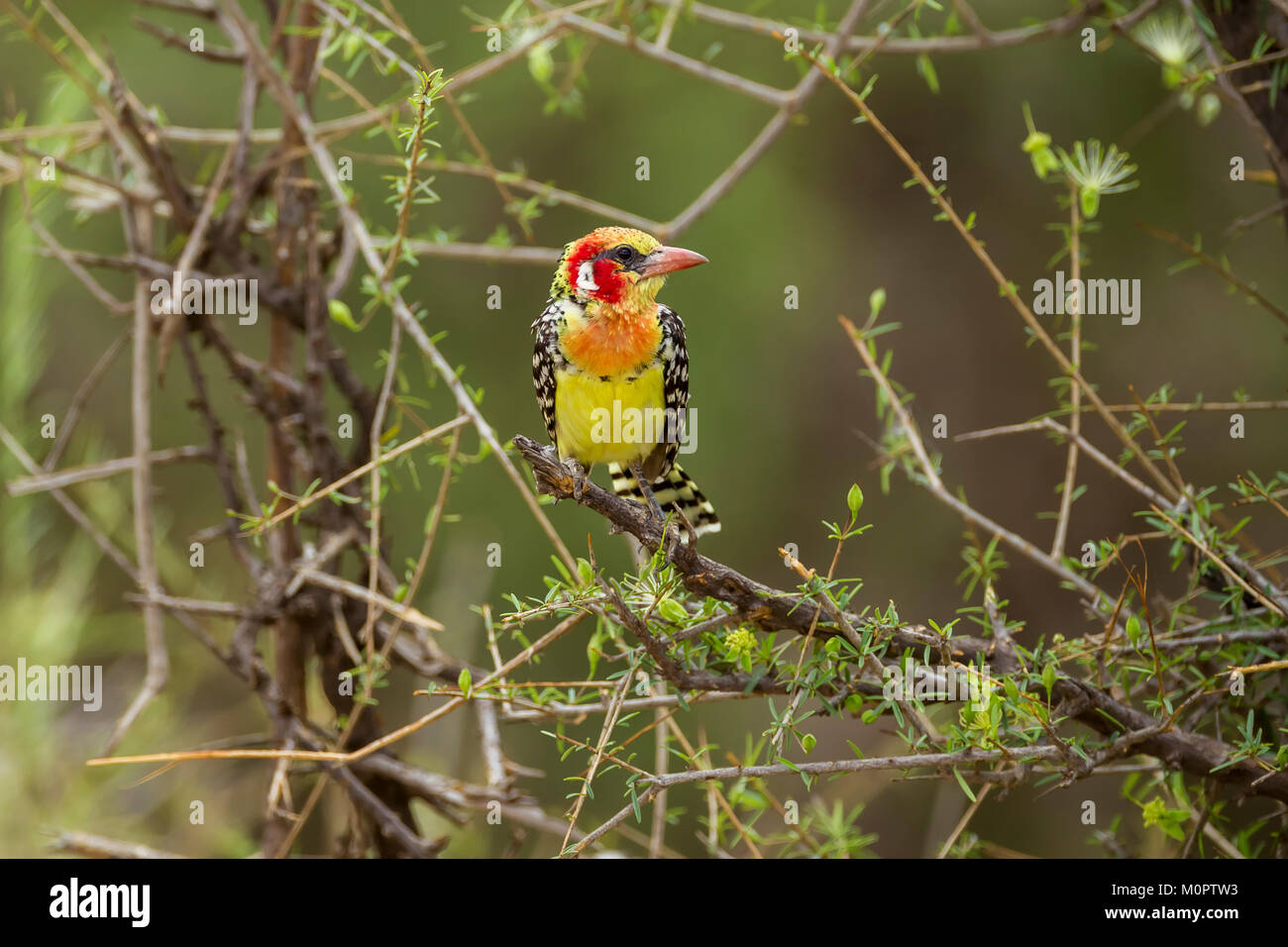 Le rouge-et-jaune Barbet (Trachyphonus erythrocephalus) perché sur une branche dans la réserve nationale de Samburu, Kenya Banque D'Images