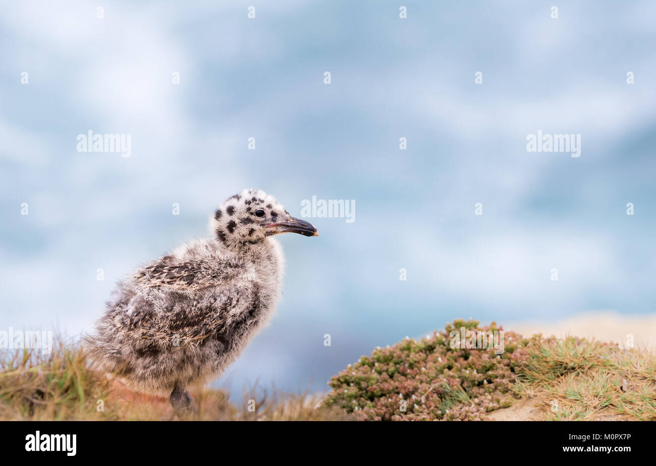 Seagull Baby Chick Banque D'Images