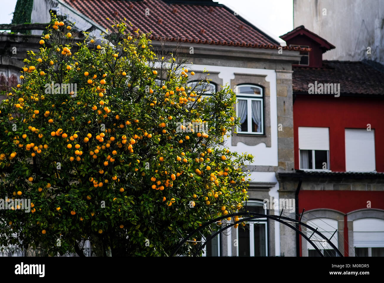 Des dizaines d'orangers dans un carré de Braga, Portugal sont lourds avec des fruits Banque D'Images