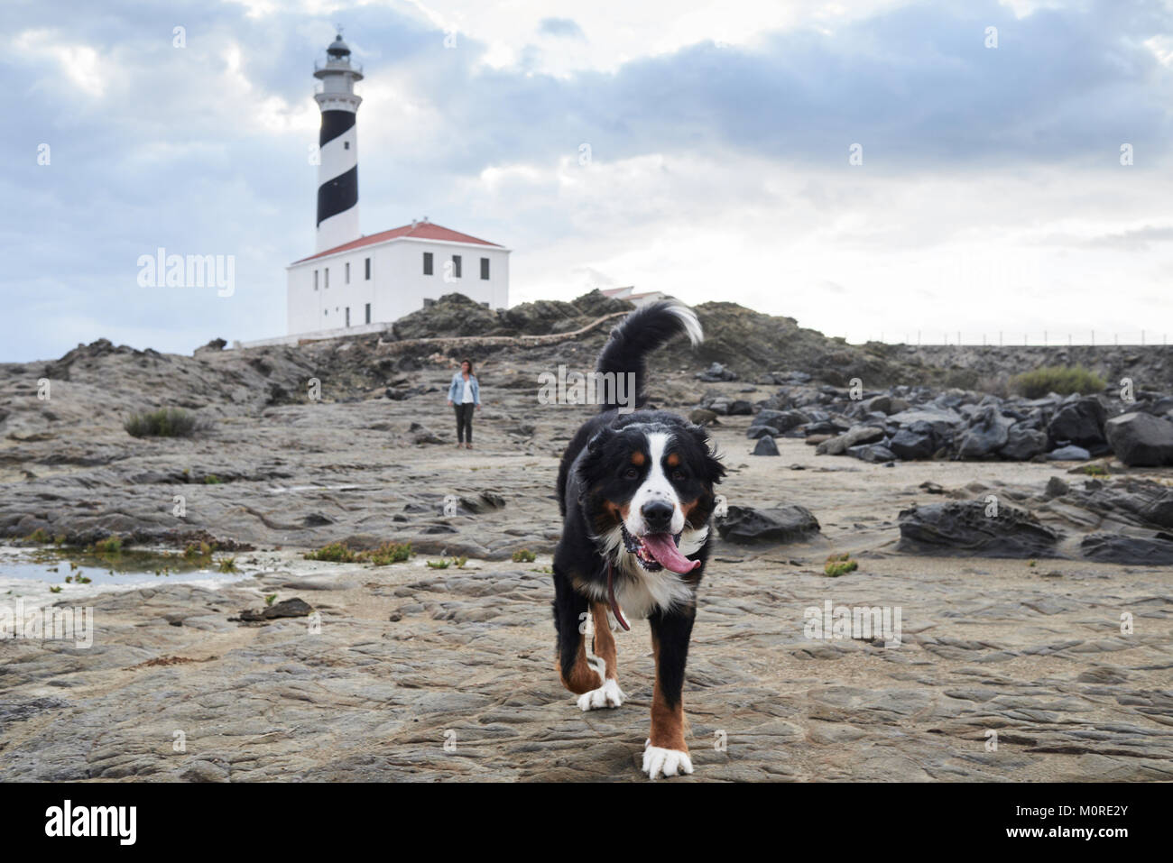 Bernois marcher devant son propriétaire à l'extérieur contre le phare. Banque D'Images