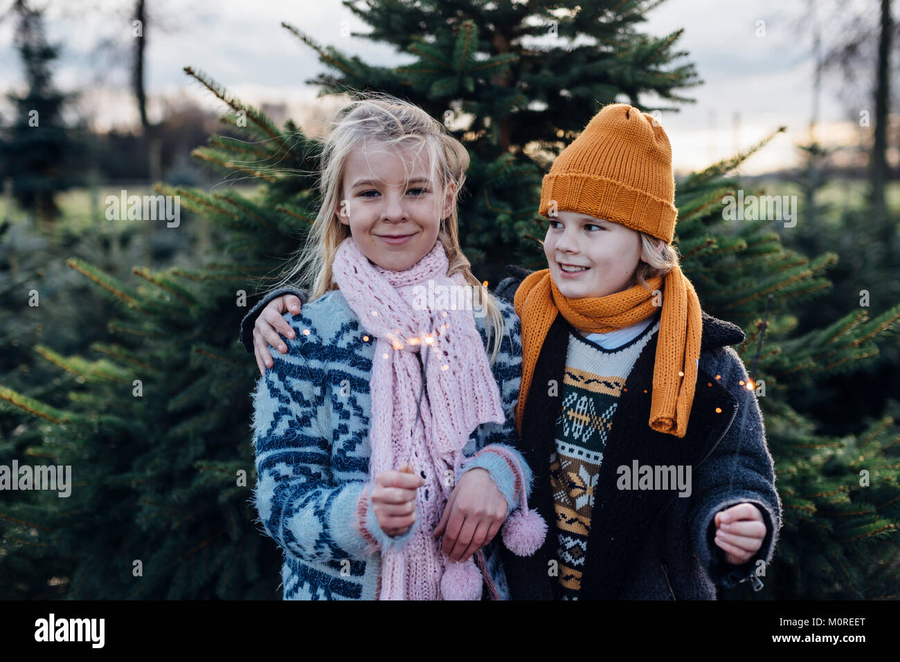 Tannenbaum, Weihnachtsbaumplantage, Sachsen, Allemagne, Weihnachten, WEIHNACHTSBAUM, Wunderkerzen Banque D'Images