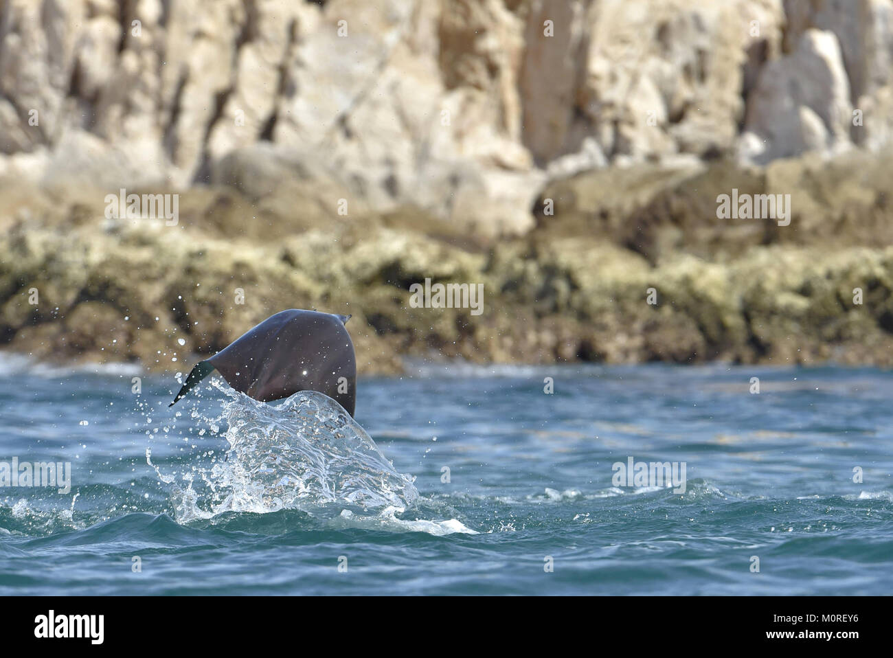 Mobula ray sautant de l'eau. Mobula munkiana, connu sous le nom de Manta de Monk, Munk, ray devil devil pygmée ray, smoothtail mobula, est une espèce o Banque D'Images