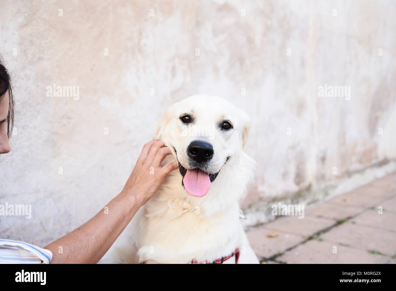 Jeune fille donnant à un chien d'or de câlins dans la rue contre le mur pastel. Banque D'Images