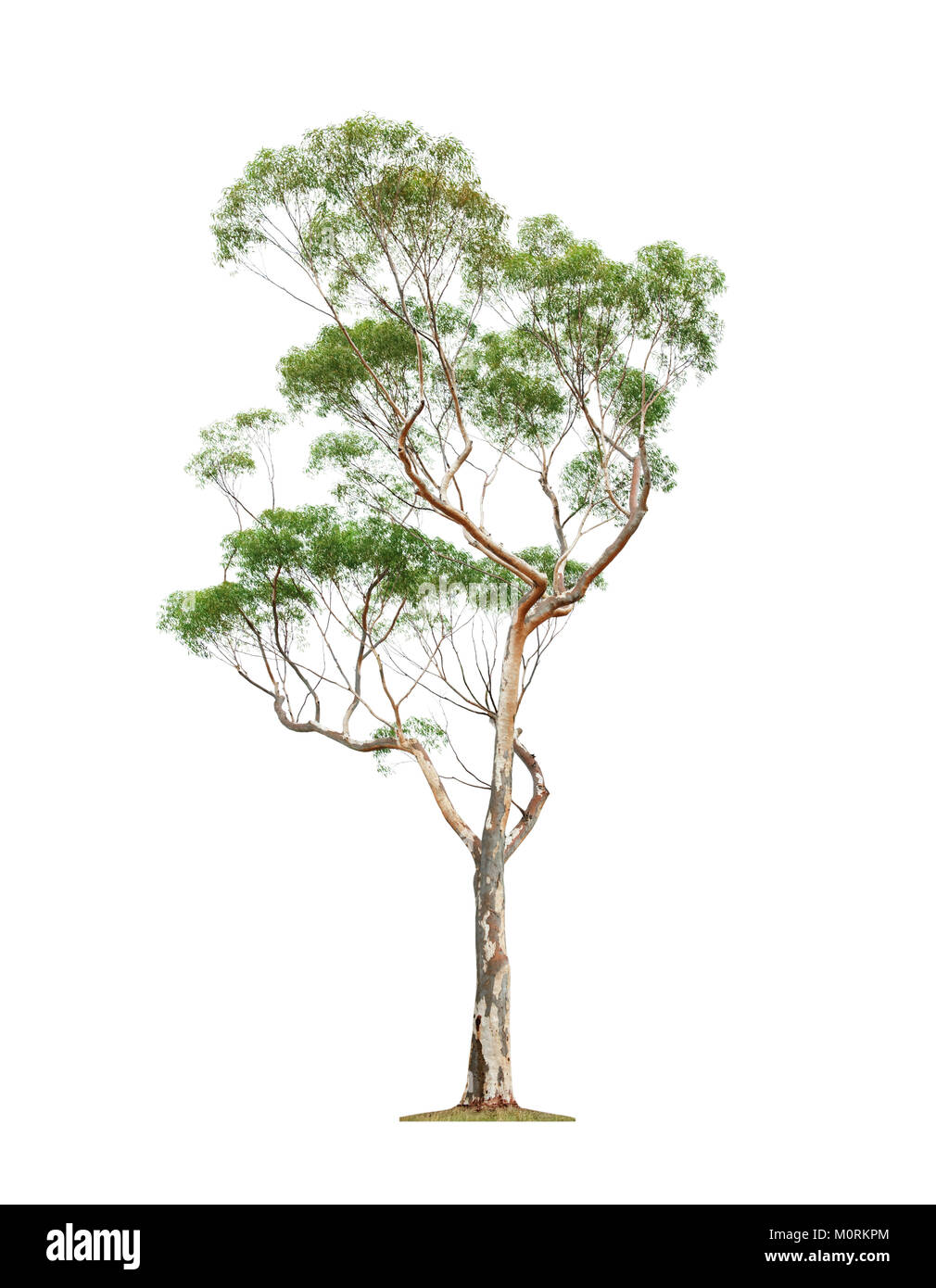 Beau vert eucalyptus isolé sur fond blanc Banque D'Images