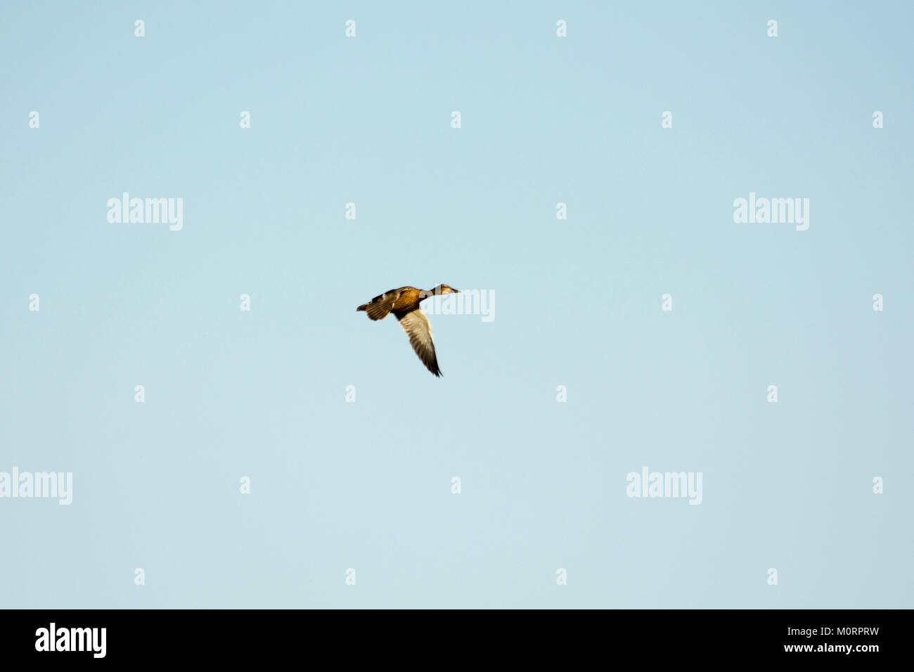 Mallard survolant Rietzer Voir (Lac Rietz), une réserve naturelle près de la ville de Brandebourg dans le nord-est de l'Allemagne Banque D'Images