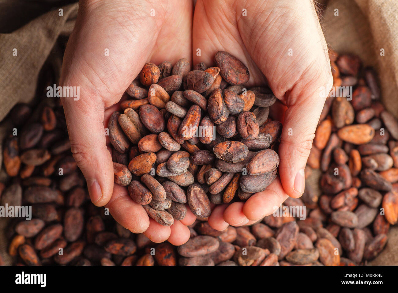 Mains tenant des fèves de cacao brutes fraîchement récolté plus d'un sac  avec les fèves de cacao Photo Stock - Alamy