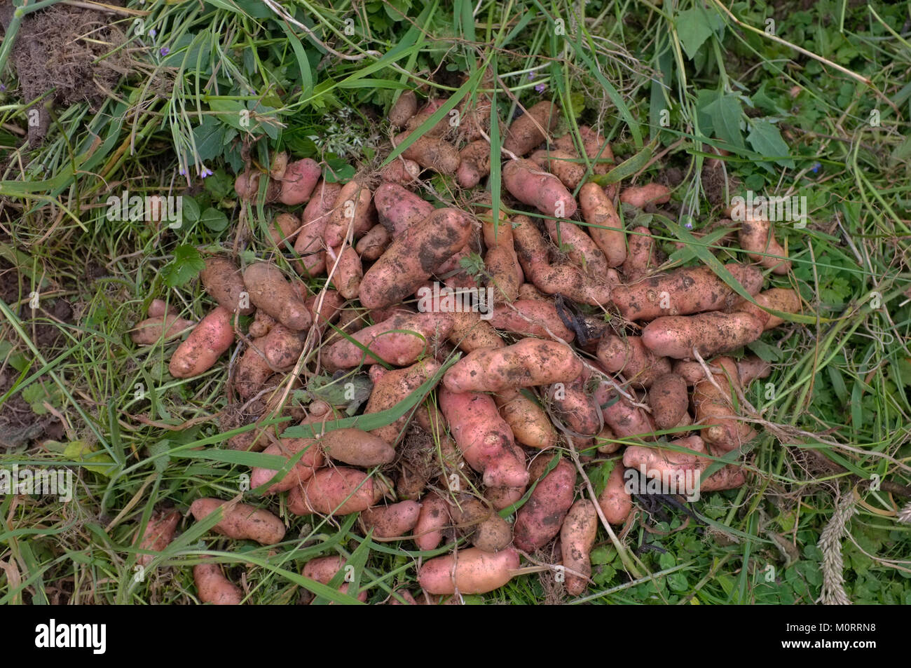 Les pommes de terre fraîchement creusée Banque D'Images