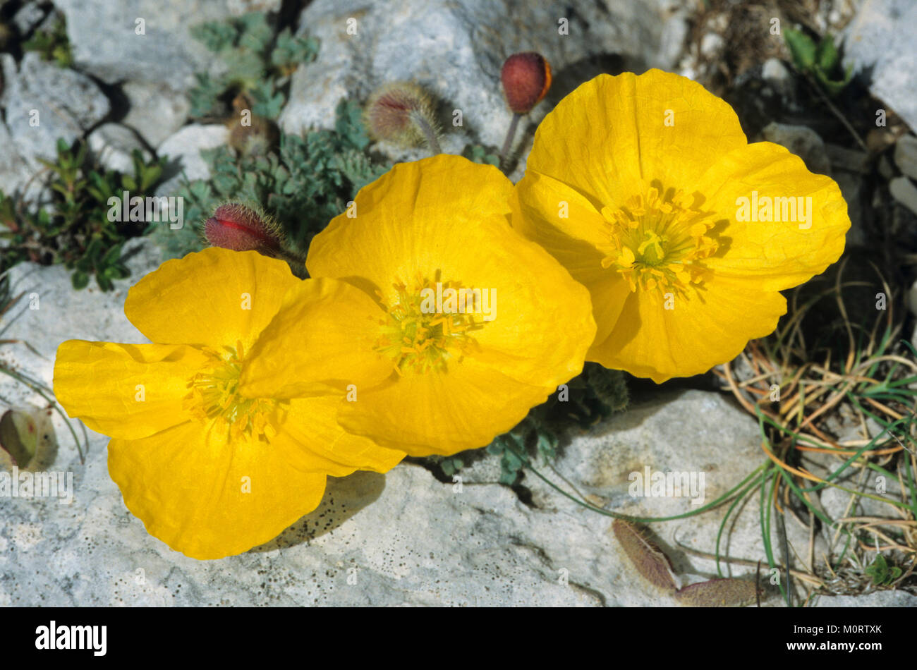 Alpine jaune Coquelicot, Provence, Sud de France / (Papaver rhaeticum, Papaver alpinum subsp. rhaeticum) | Gelber Alpenmohn, Provence, Frankreich Banque D'Images