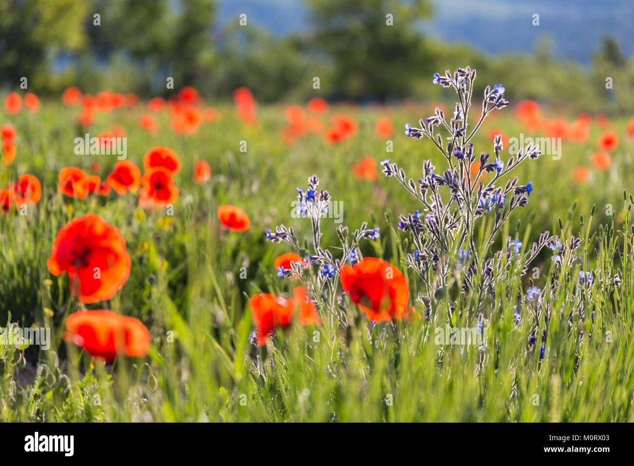 France,Vaucluse,parc naturel régional du Luberon,Viens,fleurs bleu de Vipérine commune italienne (Anchusa italica) dans un champ de coquelicots (Papaver rhoeas) Banque D'Images