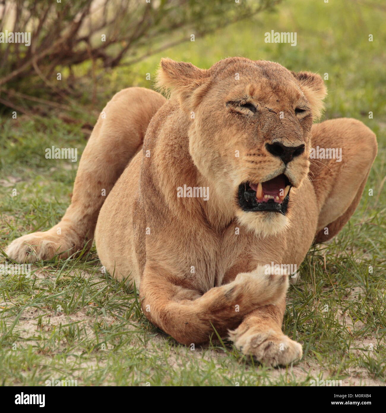 Lionne Lions d'Afrique Botswana Chobe Banque D'Images