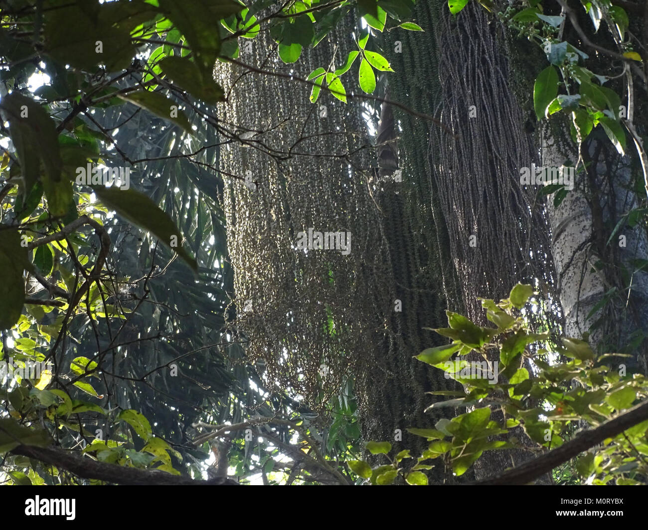 Caryota urens, communément appelé palmier à queue de poisson, est une espèce tropicale originaire d'Asie du Sud-est. Il est reconnu pour sa structure foliaire distinctive, où les frondes ressemblent à une queue de poisson. Ce palmier est souvent utilisé dans l'aménagement paysager ornemental et est connu pour sa croissance lente et son aspect attrayant dans les environnements tropicaux. Banque D'Images