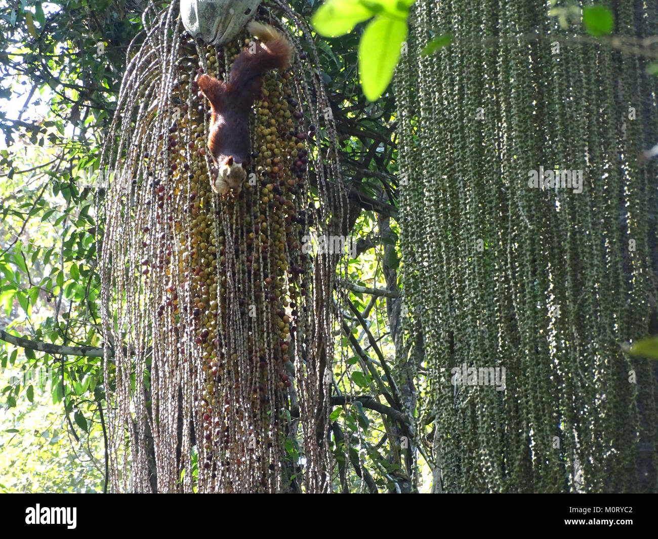 Caryota urens, également connu sous le nom de palmier à queue de poisson, est une espèce de palmier originaire d'Asie du Sud-est, connue pour sa forme de feuille distinctive et ses utilisations dans les cultures locales. Banque D'Images