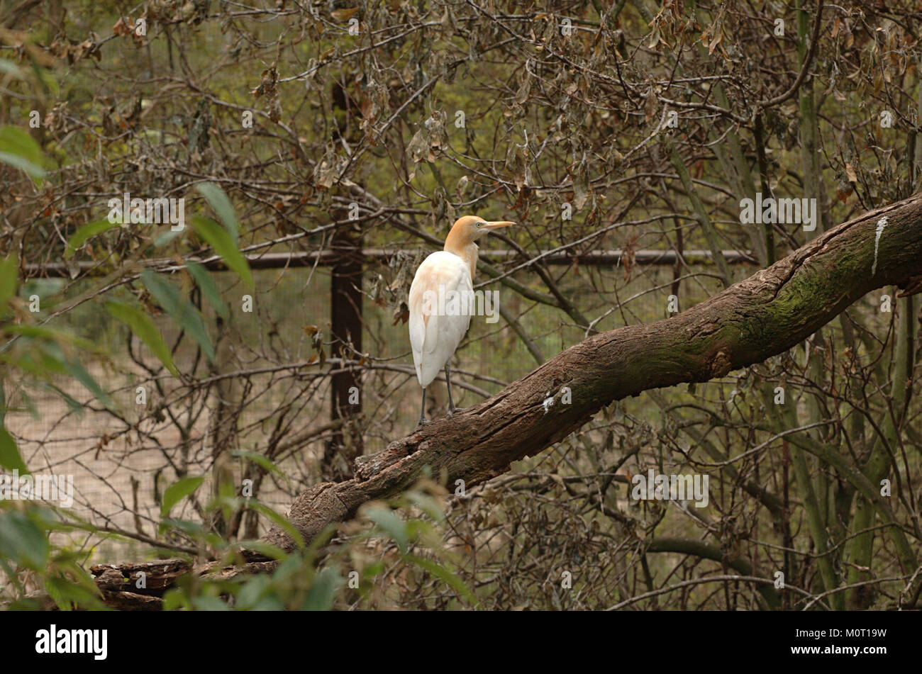 Cette photographie montre une aigrette à bétail au zoo de Melbourne le 24 février 2007. L'oiseau est connu pour sa relation symbiotique avec les animaux de pâturage. Banque D'Images