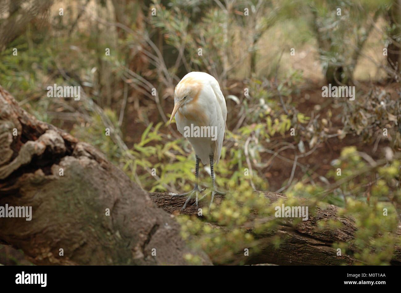 Cette image capture une aigrette à bétail au zoo de Melbourne, photographiée le 24 février 2007. L'oiseau, connu pour son association avec le bétail, est perché dans son habitat au zoo. Banque D'Images