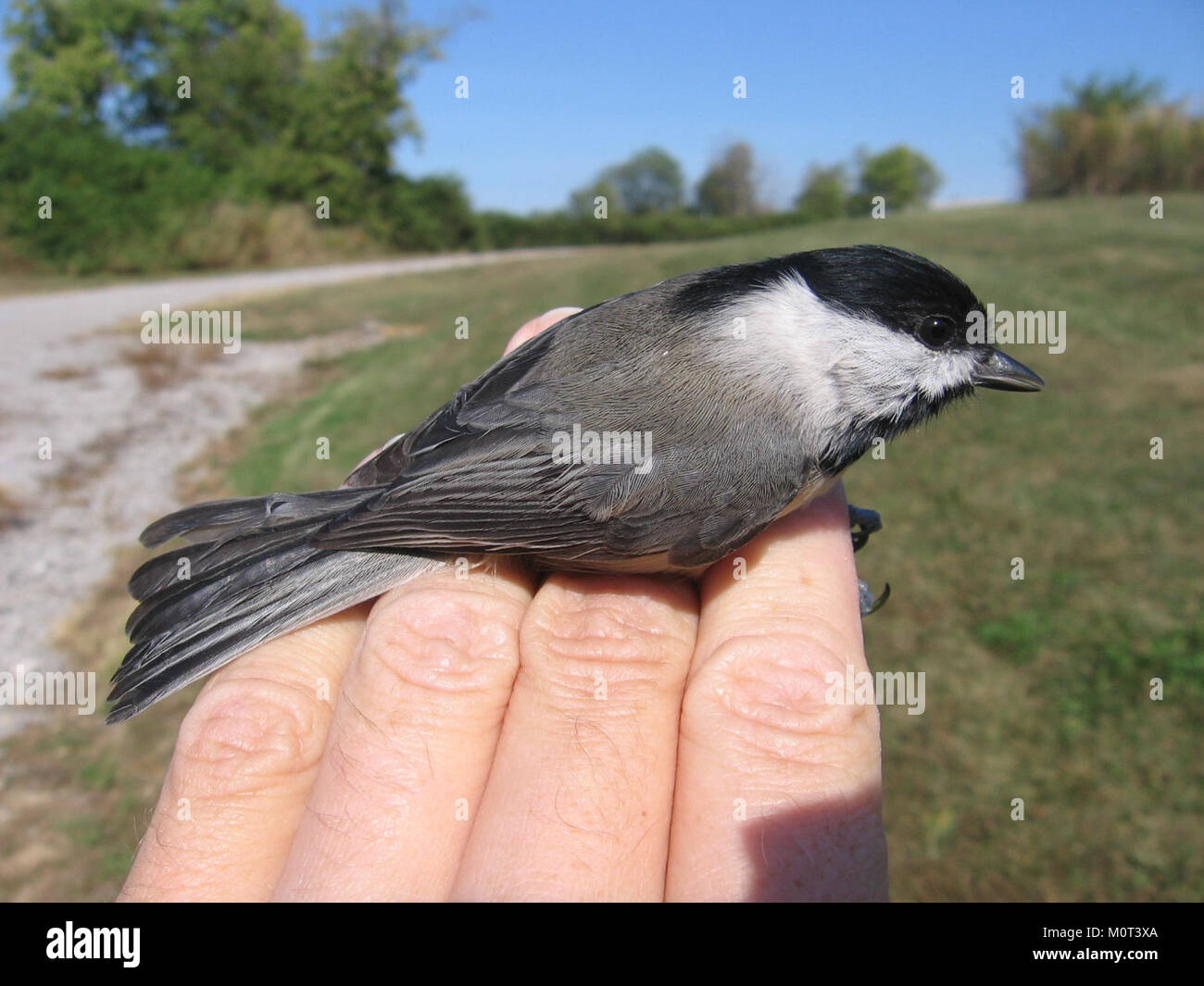 Le Carolina Chickadee est un petit oiseau chanteur que l'on trouve principalement dans l'est des États-Unis. Connu pour son chapeau noir distinctif et ses joues blanches, il est un spectacle commun dans les bois et les jardins. Banque D'Images