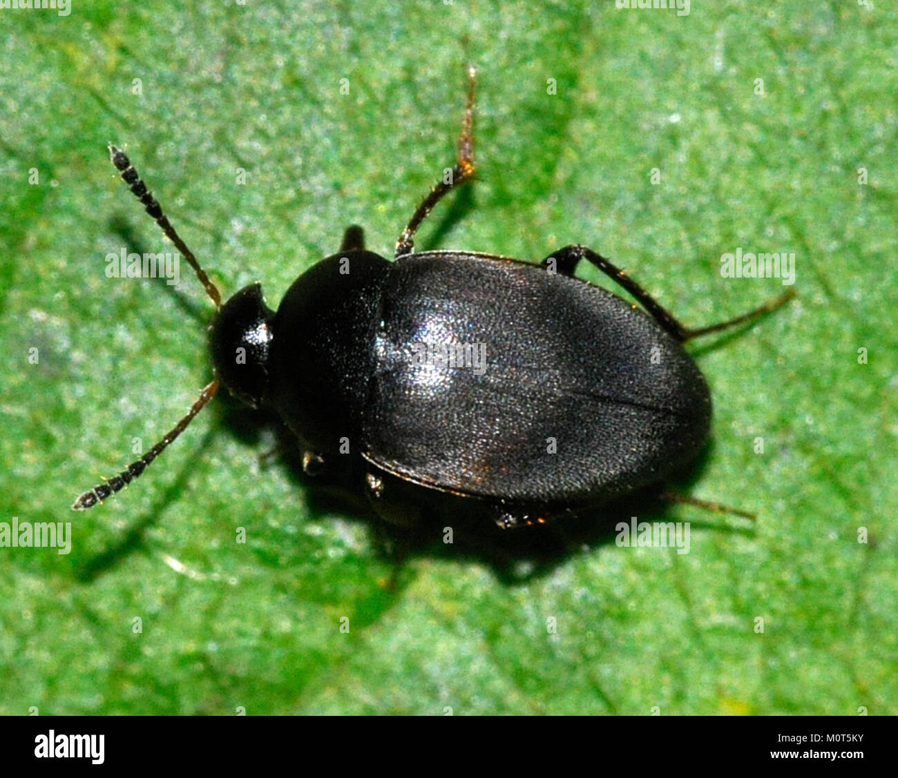 Une image de Catops nigricans, une espèce de coléoptère noir trouvée en Amérique du Nord. La photographie met en évidence les caractéristiques distinctives du coléoptère, y compris sa coloration sombre et sa structure corporelle. Banque D'Images