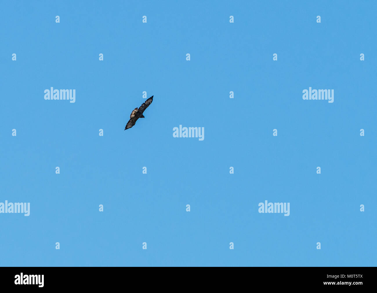 Un tir d'une buse variable volant dans un beau ciel bleu. Banque D'Images