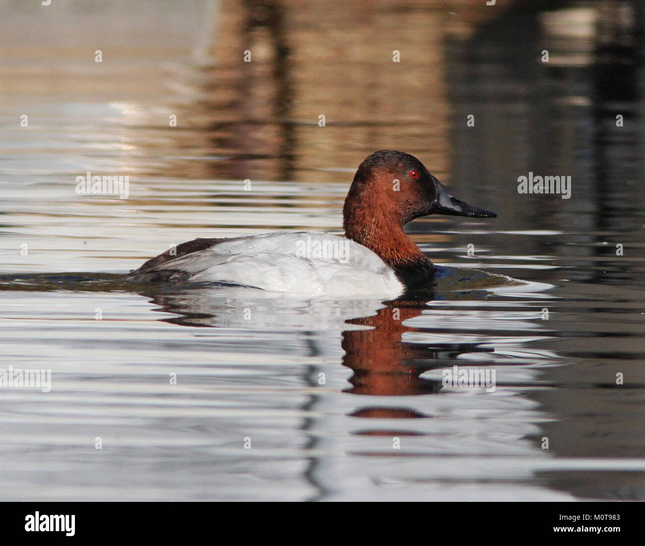 L'image représente un canard Canvasback à Patagonia Lake, Arizona, capturé le 6 décembre 2001. L’espèce est connue pour son aspect distinctif et est souvent observée dans les lacs et les milieux humides nord-américains. Banque D'Images