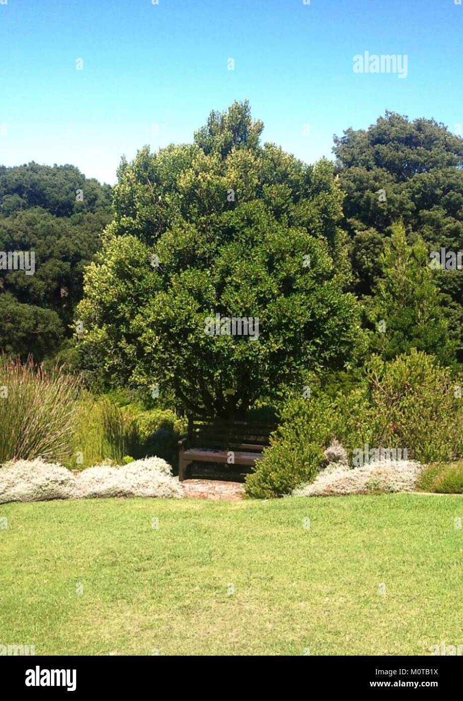 Le safran du Cap, scientifiquement connu sous le nom de Cassine peragua, est une plante indigène trouvée dans les jardins botaniques de Kirstenbosch au Cap. Il est connu pour ses feuilles distinctives et contribue à la riche diversité botanique de la région. Banque D'Images