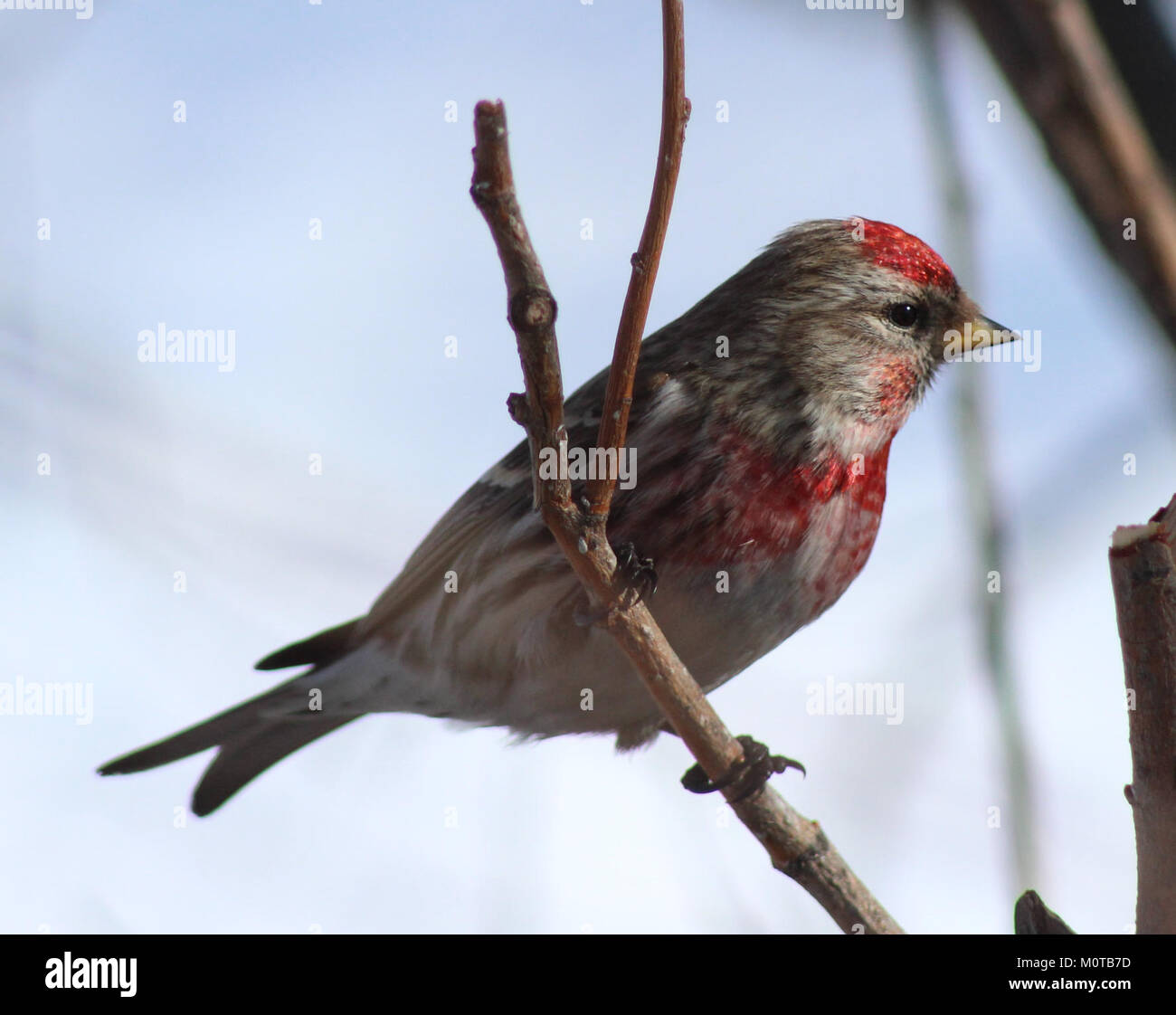Carduelis flammea, communément connu sous le nom de redpoll, est une espèce de finch trouvée dans l'hémisphère Nord. Cette image montre le Redpoll à Oulu, en Finlande, mettant en évidence son plumage et son habitat distinctifs. Banque D'Images