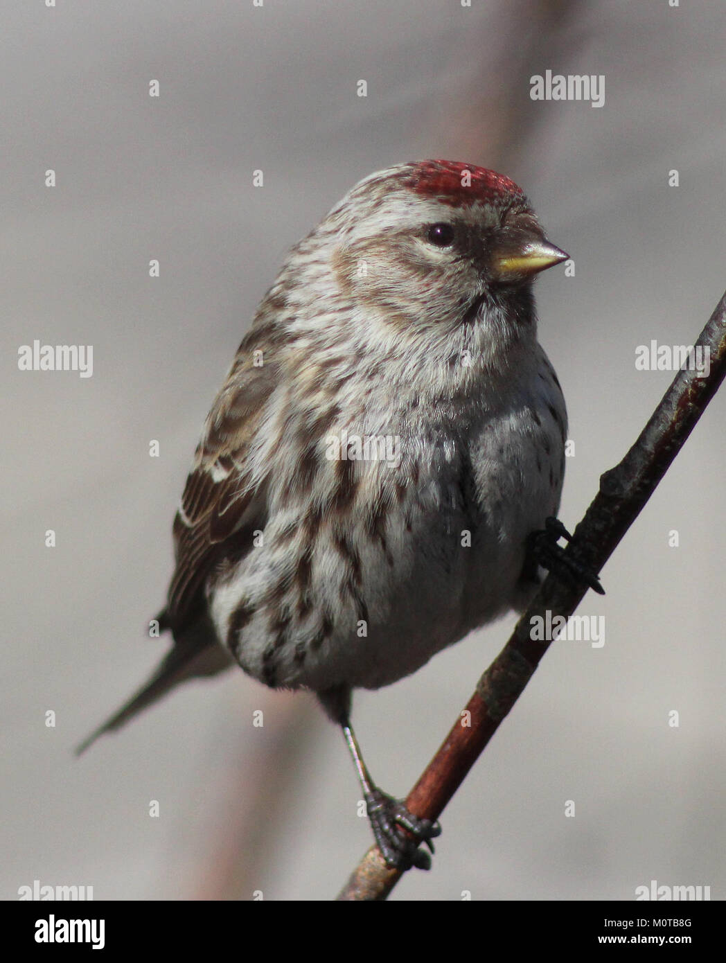 Cette image montre un Redpoll (Carduelis flammea), observé à Oulu, Finlande, le 6 mai 2012. Le Redpoll est un petit oiseau couramment trouvé dans le nord de l'Europe et est connu pour sa calotte rouge distinctive et son comportement alimentaire actif. Banque D'Images