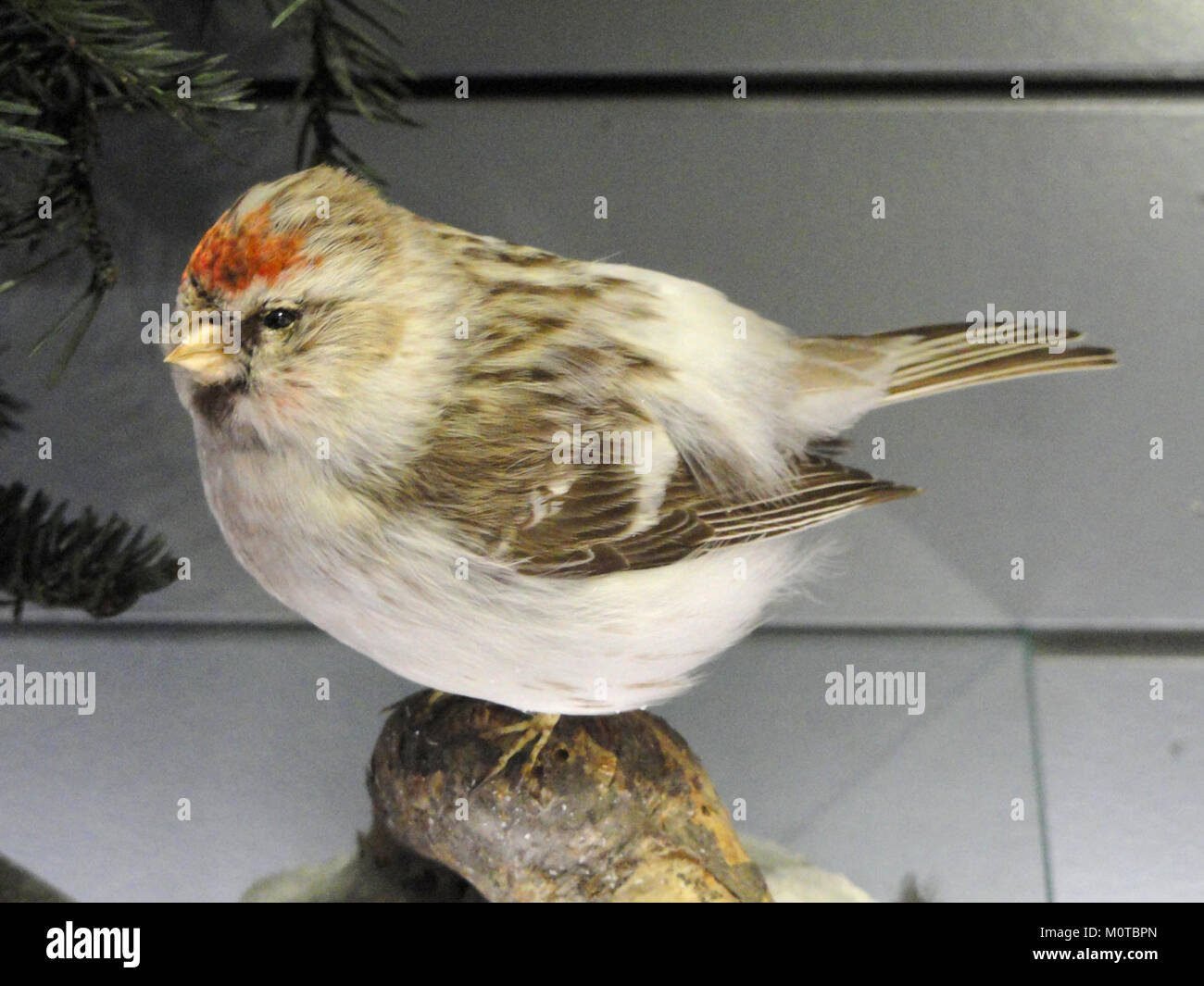 Carduelis hornemanni, connu sous le nom de poll rougeâtre, est une petite espèce d'oiseau que l'on trouve dans les régions septentrionales de l'Europe et de l'Amérique du Nord. Le spécimen du Musée finlandais d'histoire naturelle fait partie de leur collection ornithologique, mettant en valeur les caractéristiques et l'habitat distinctifs de l'espèce. Banque D'Images